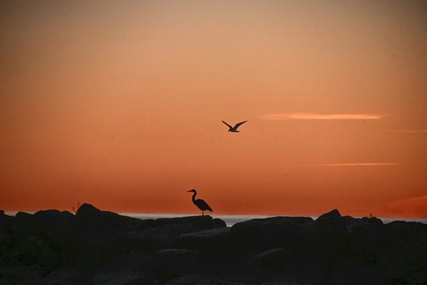 The Gull and the Heron